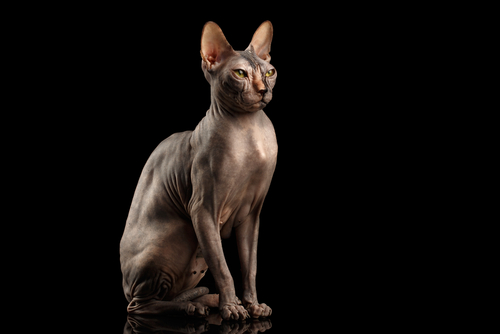 Sphynx cat names