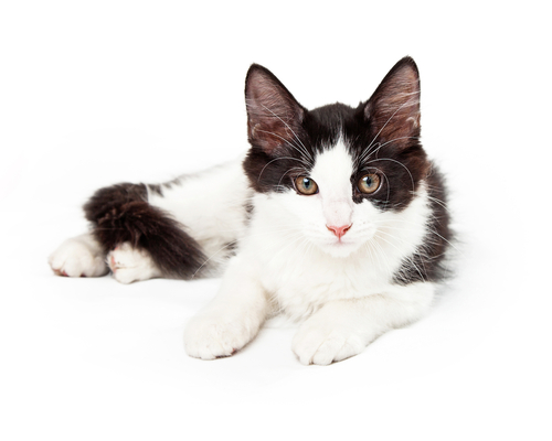 A captivating tuxedo cat with a striking black and white coat pattern.