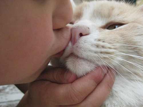 owner kissing the cat