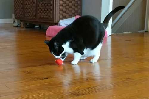 Image portraying a playful cat in motion, showcasing its agility and excitement during an active play session.