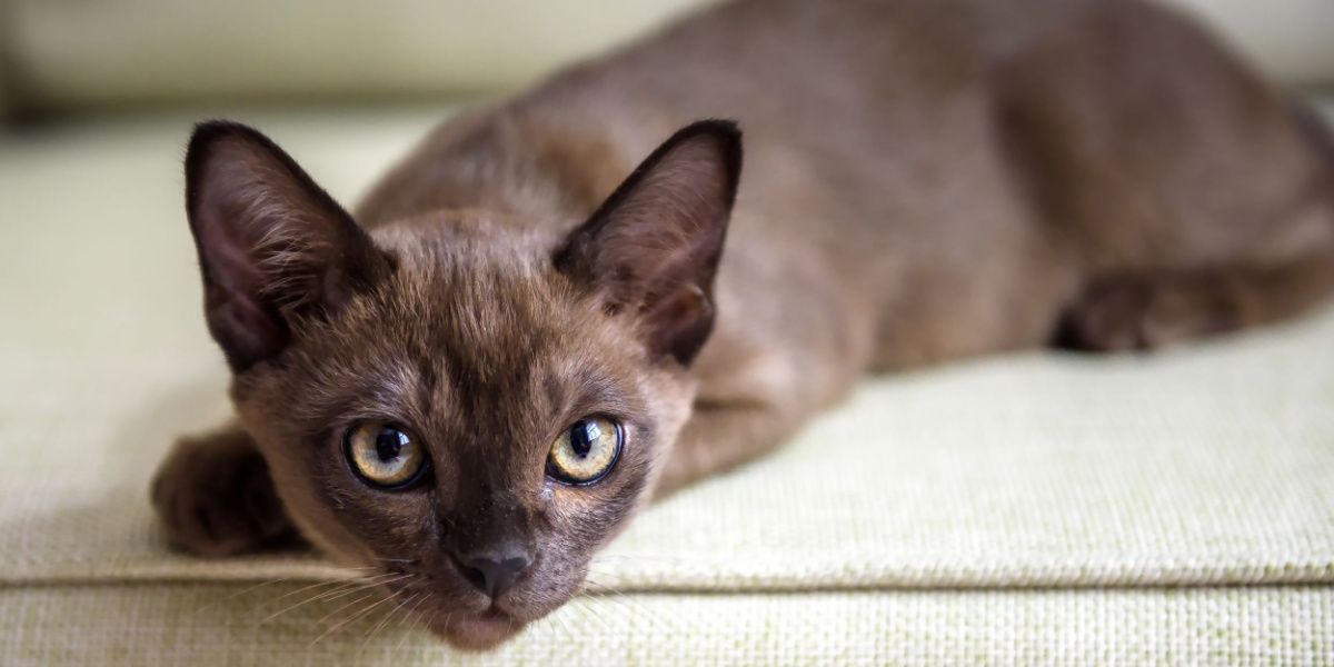 Burma cat relaxing on a couch in a comfortable pose.