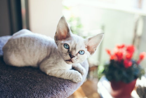 Devon Rex cat