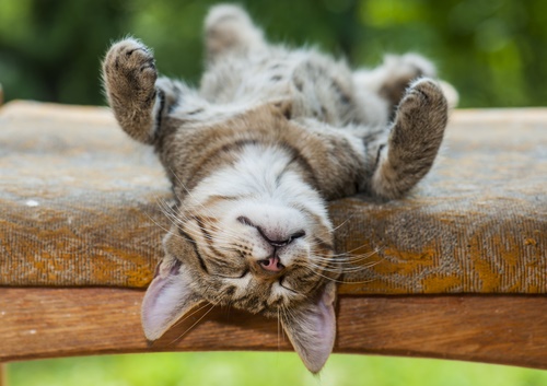 Image illustrating reasons why cats sleep so much, showcasing their natural behavior and the various factors contributing to their need for rest.