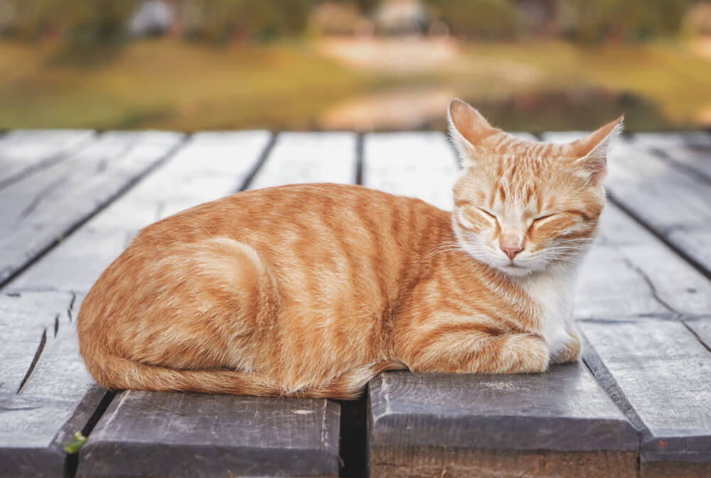 male orange tabby cat