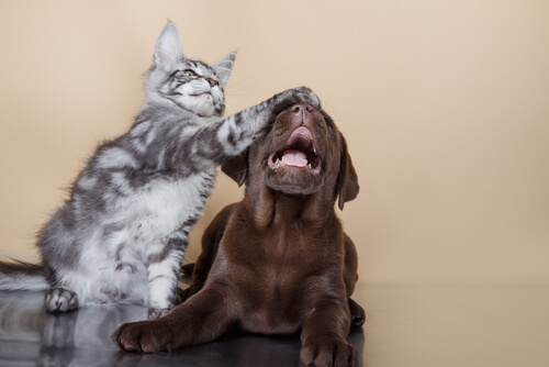 Cats and a dog together.