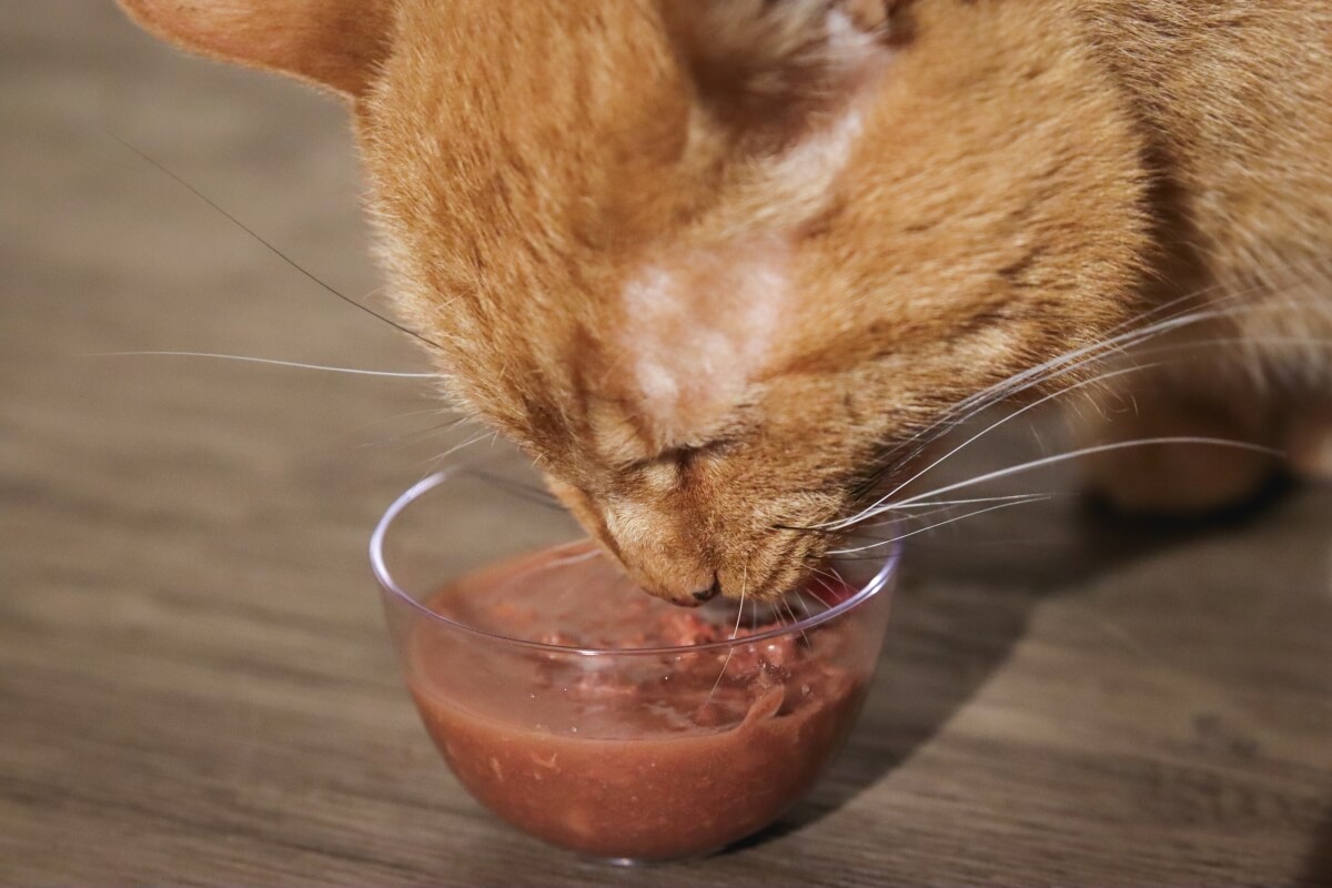 cat eating cat food from a bowl