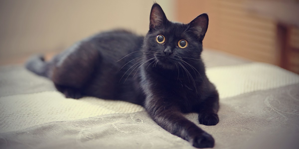 Captivating image of a black kitten, exuding innocence and playfulness with its wide eyes and curious expression