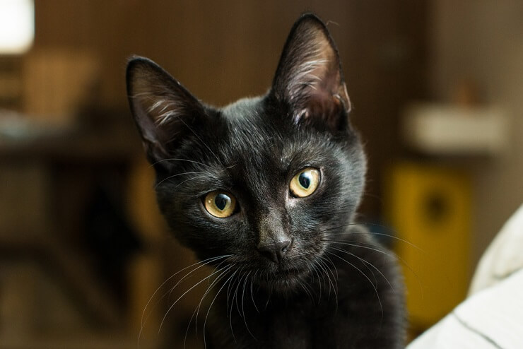 Image featuring a selection of mysterious cat names, offering a range of intriguing options to capture the enigmatic and captivating nature of these feline companions.