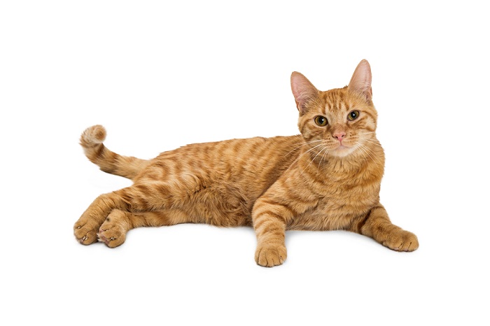 Cat Breeds With Stripes