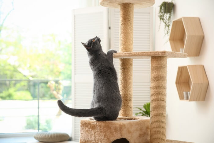 Cats climbing.