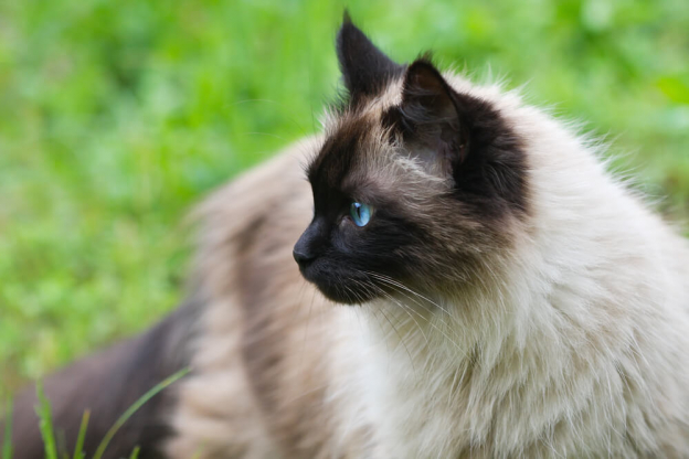 175 Clever Names for Siamese Cats