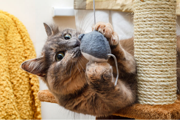 Tortoiseshell cat playing