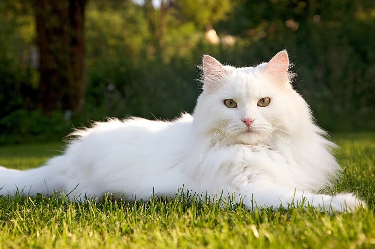 Siberian cat