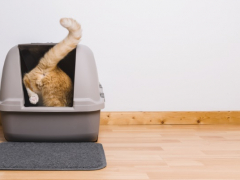 A depiction of a cat stepping into a litter box, highlighting its typical behavior for personal hygiene.