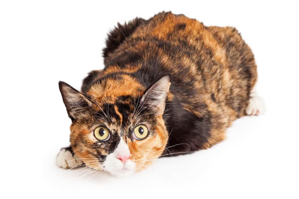 Calico cat personality