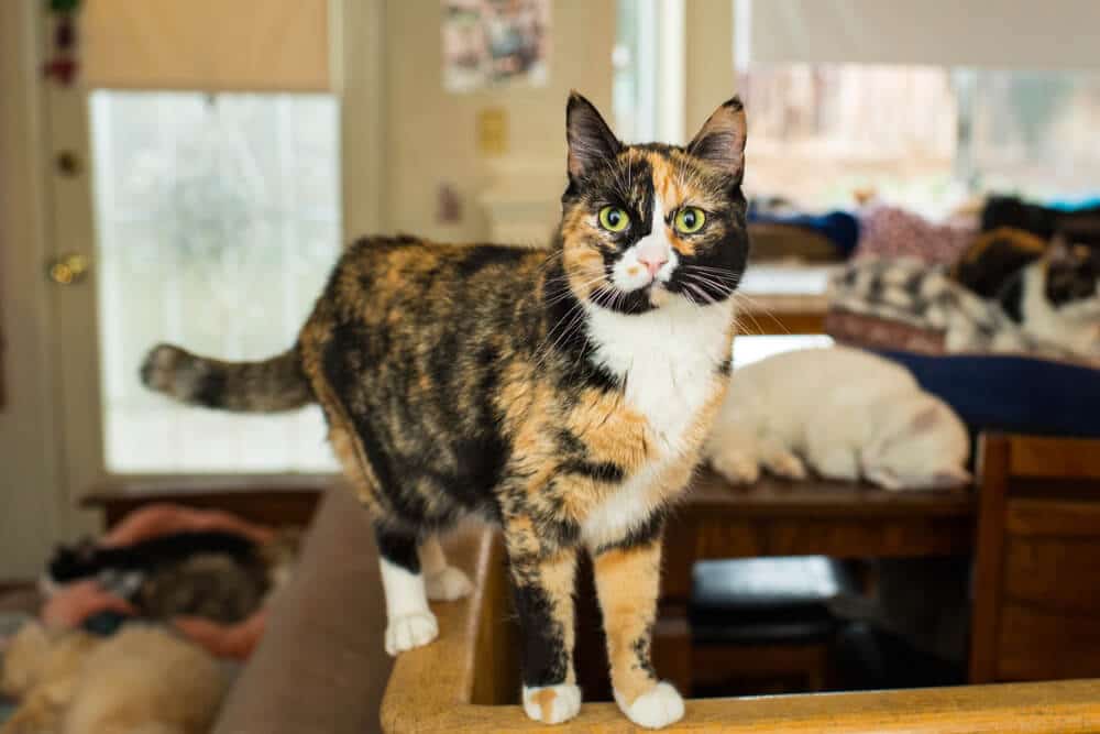 Cat standing confidently on a table.