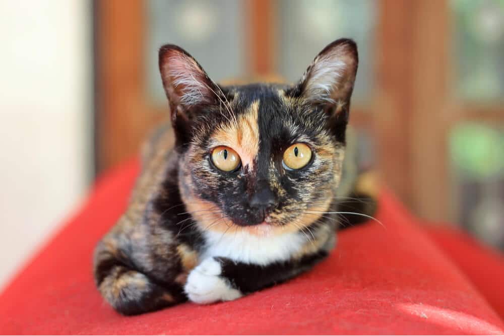 Cat sitting on a red sofa, attentively observing its surroundings.