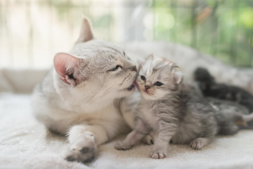 American Shorthair cat, displaying its timeless and beloved appearance