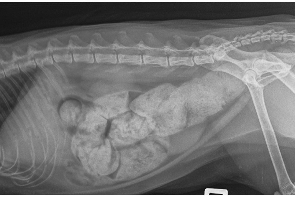 X-ray showing cat constipation.