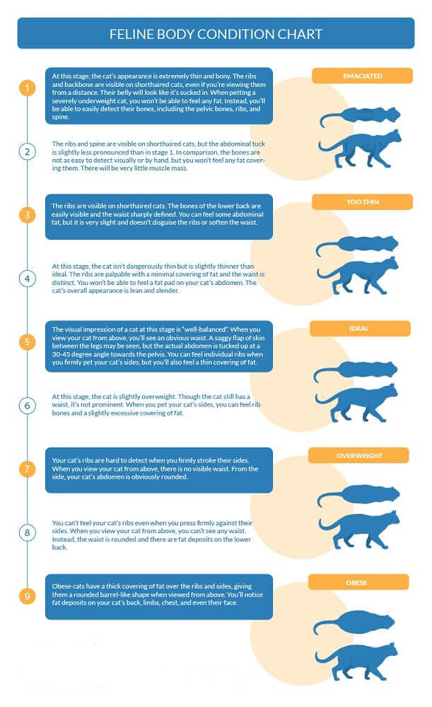 Illustration of Feline Body Condition Chart