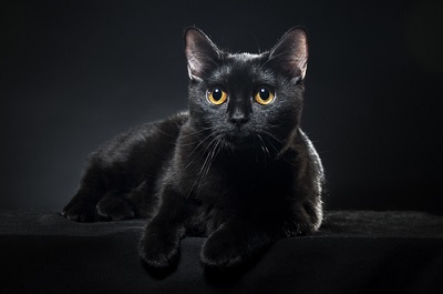 black cat