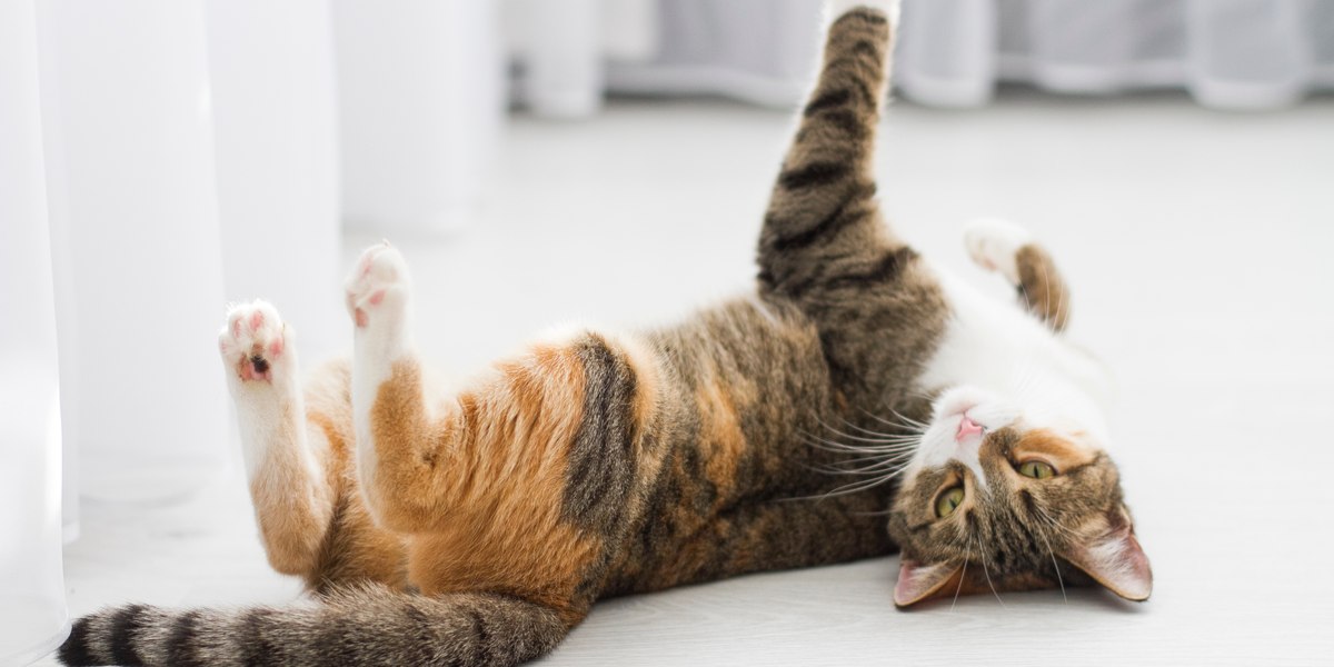 Image of a cat playfully peeking out from behind a curtain.