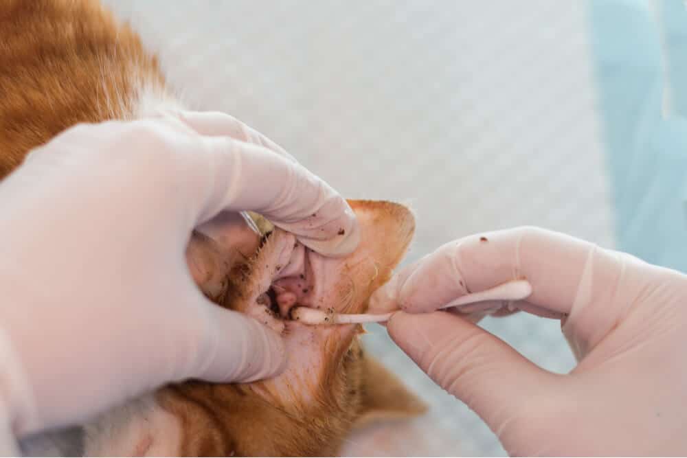 close up of ear mite infected ear