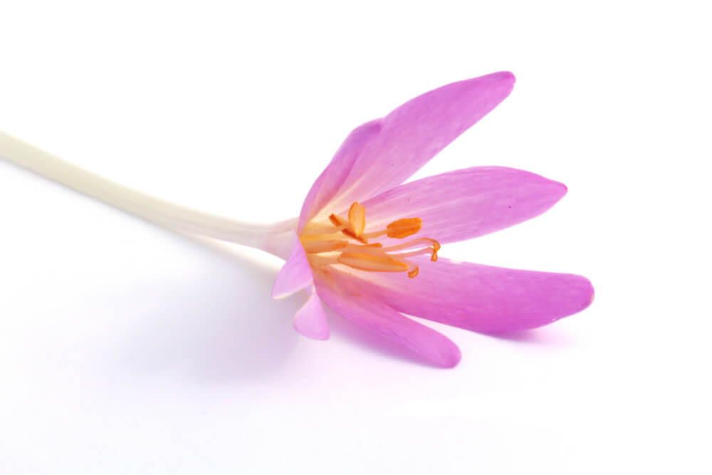 Single autumn crocus flower is poisonous to cats