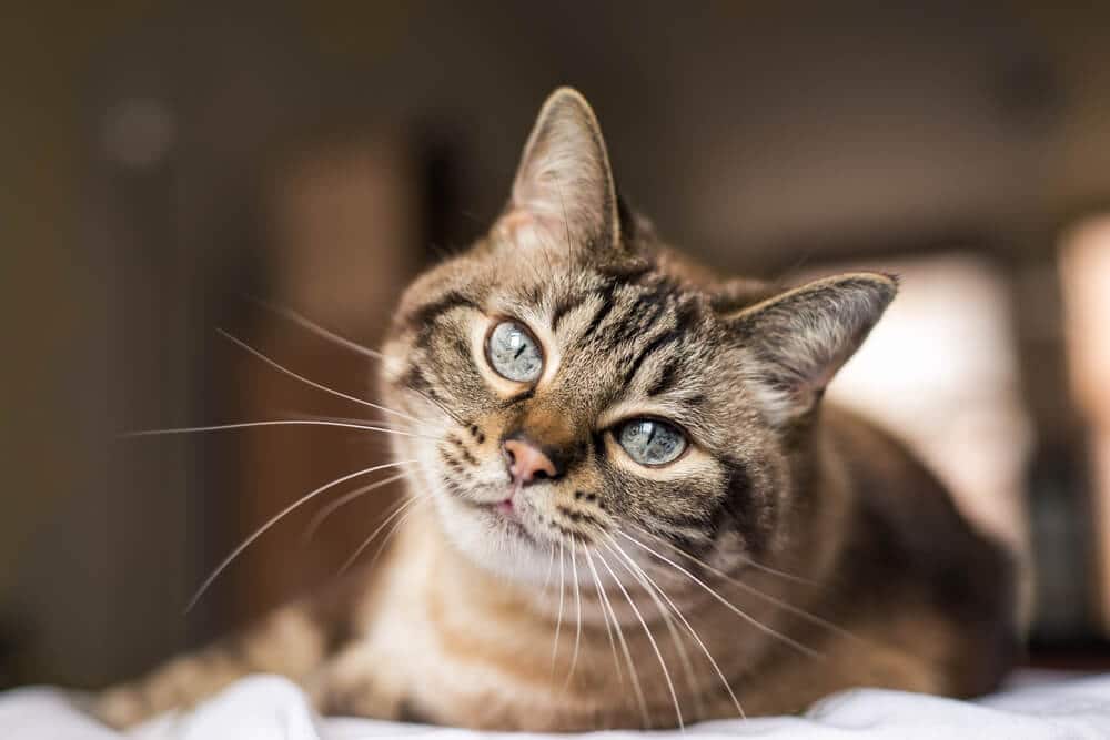 Brown tabby cat with blue eyes cat seizures