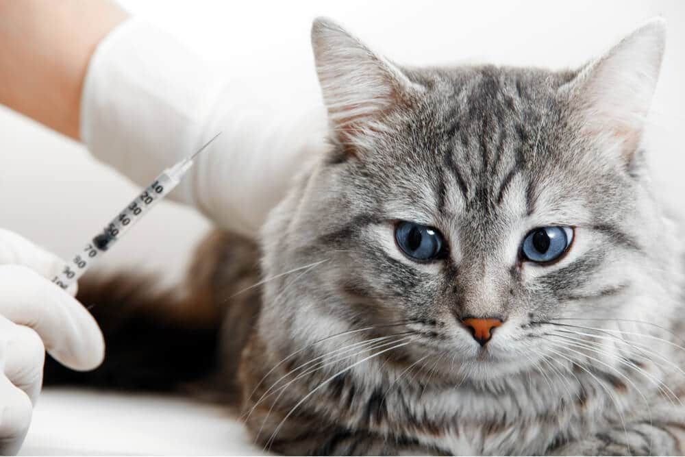 Administering an injection to a cat