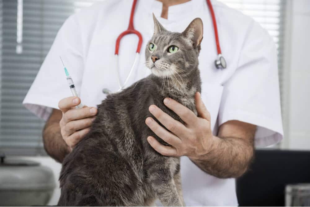 Cat Vaccination Schedule Feature