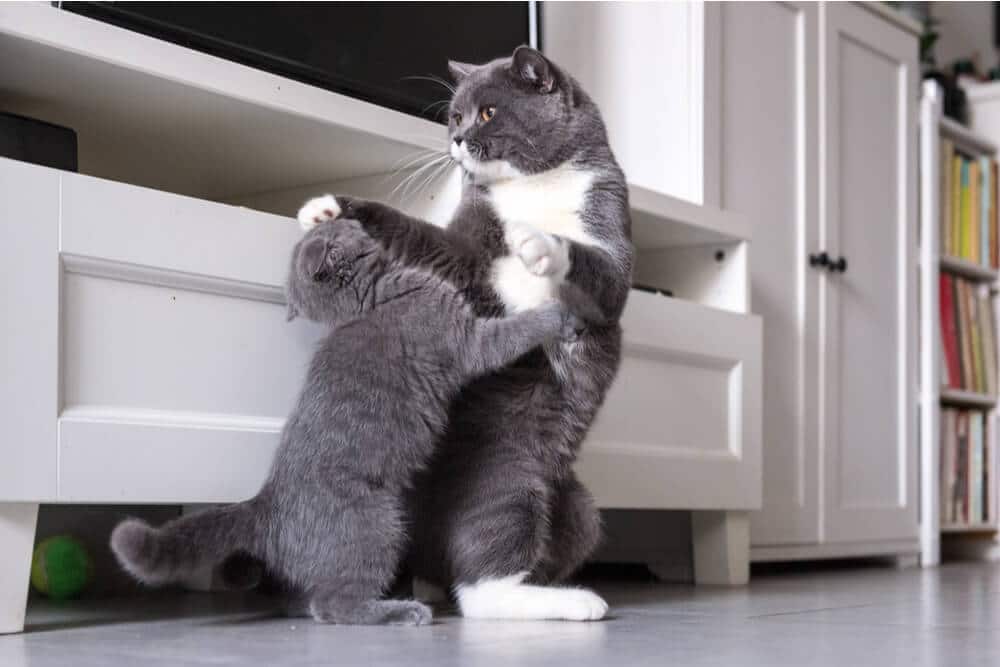 Cats fighting