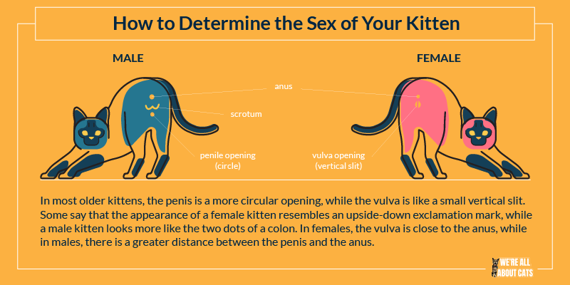 Sexing Kittens Illustration