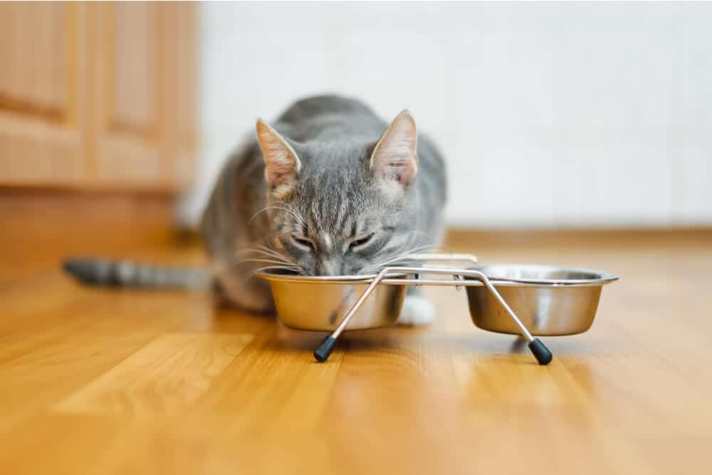 whisker fatigue example of cat eating from a bowl