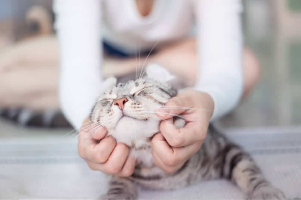 Person petting a cat who has been sick