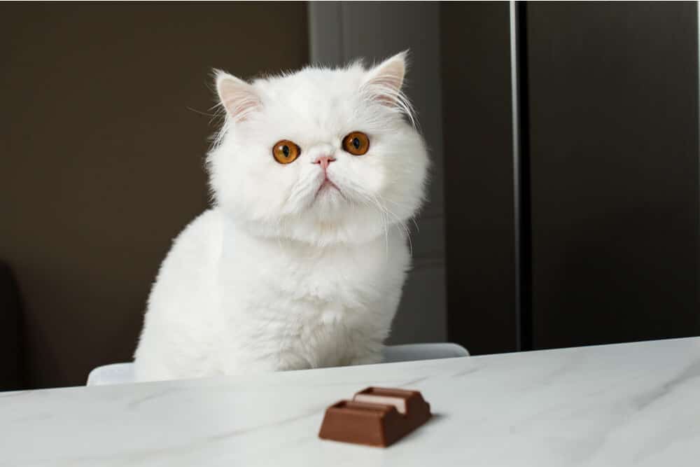 Image illustrating a cat with chocolate, underscoring the dangers of chocolate consumption for cats 