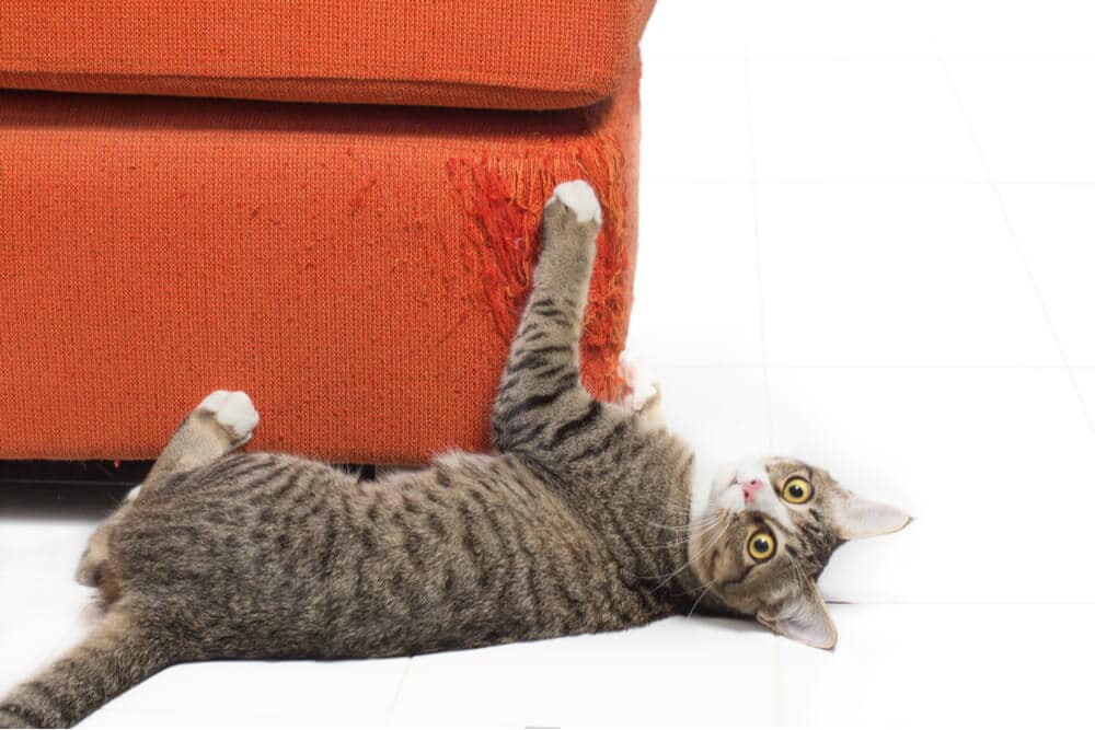 A cat scratching post placed near a couch, illustrating a solution to prevent cats from scratching furniture, promoting positive scratching behavior.