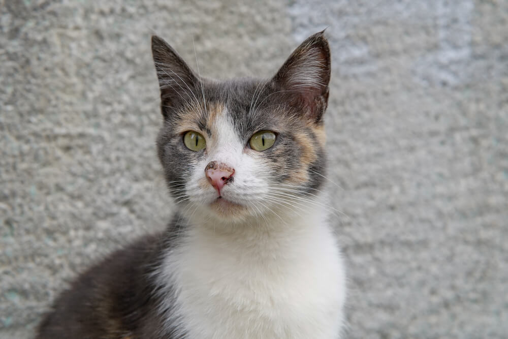 Cat with inflamed nose