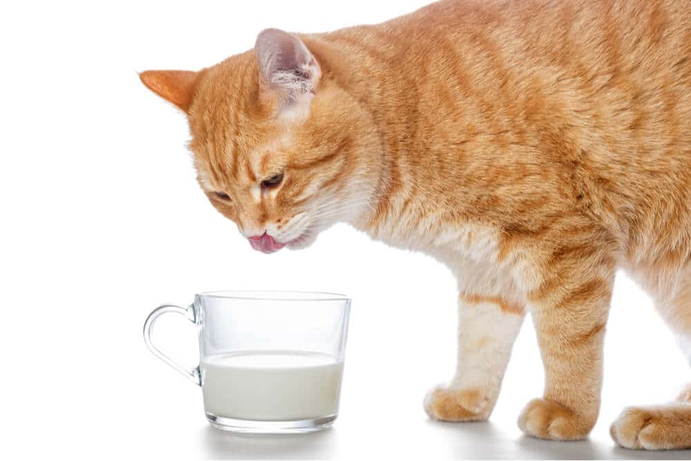 Can cats drink milk feature