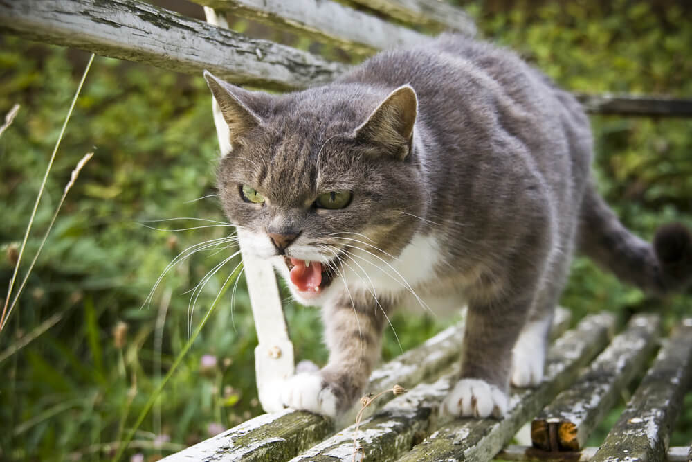 cat hissing outdoors