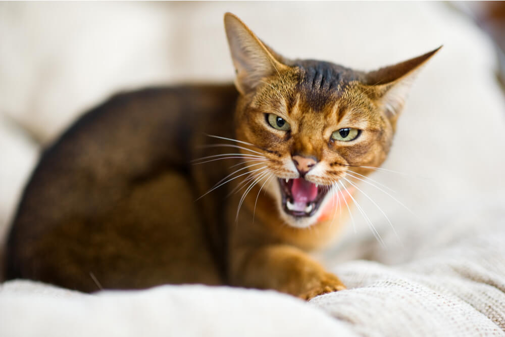 Cat hissing on a beige background