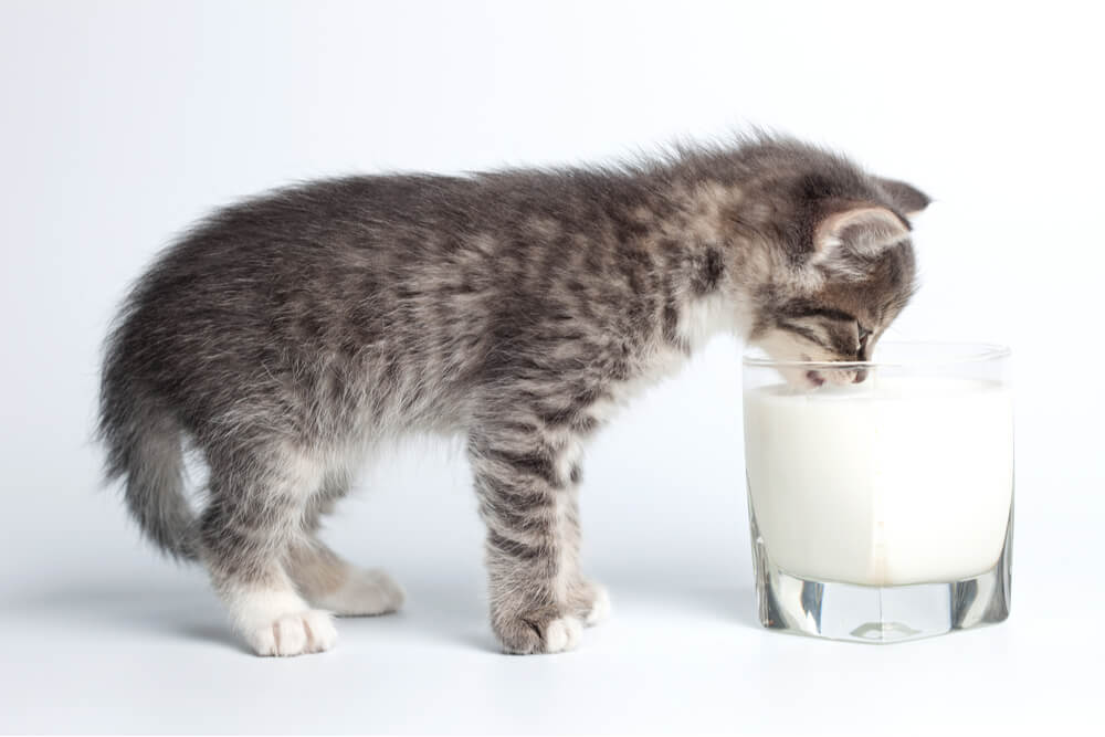 Kitten drinking milk