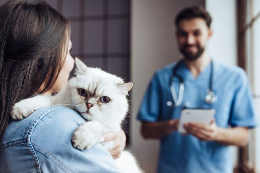 Woman holding cat during a veterinary check-up