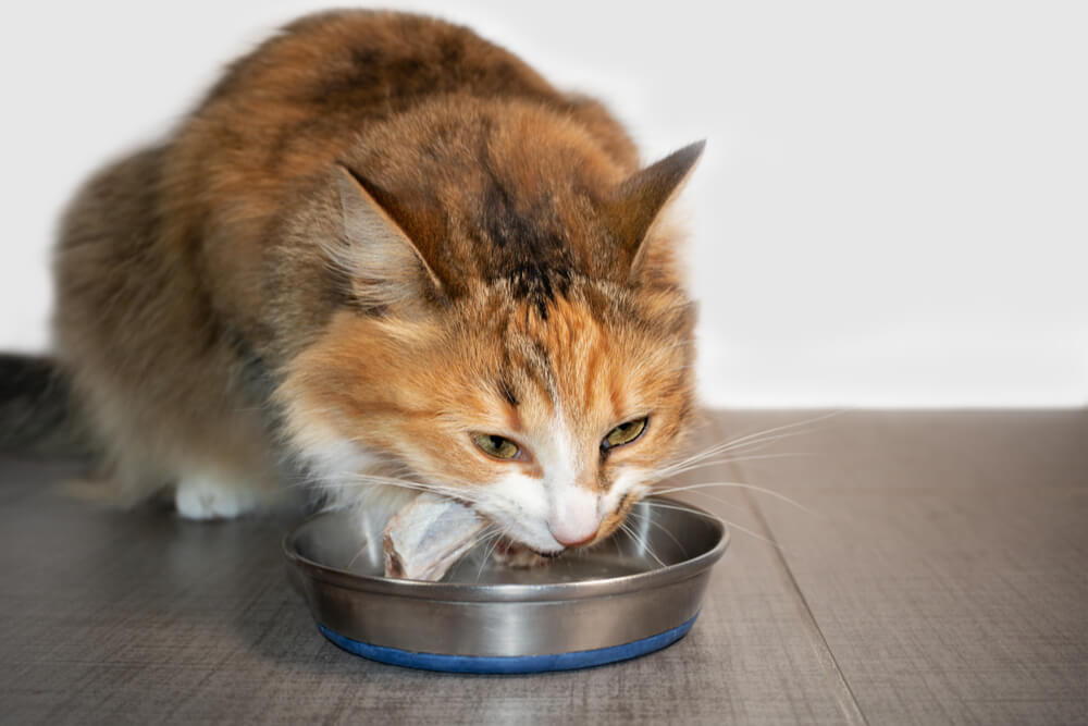 Can Cats Eat Raw Chicken Bone