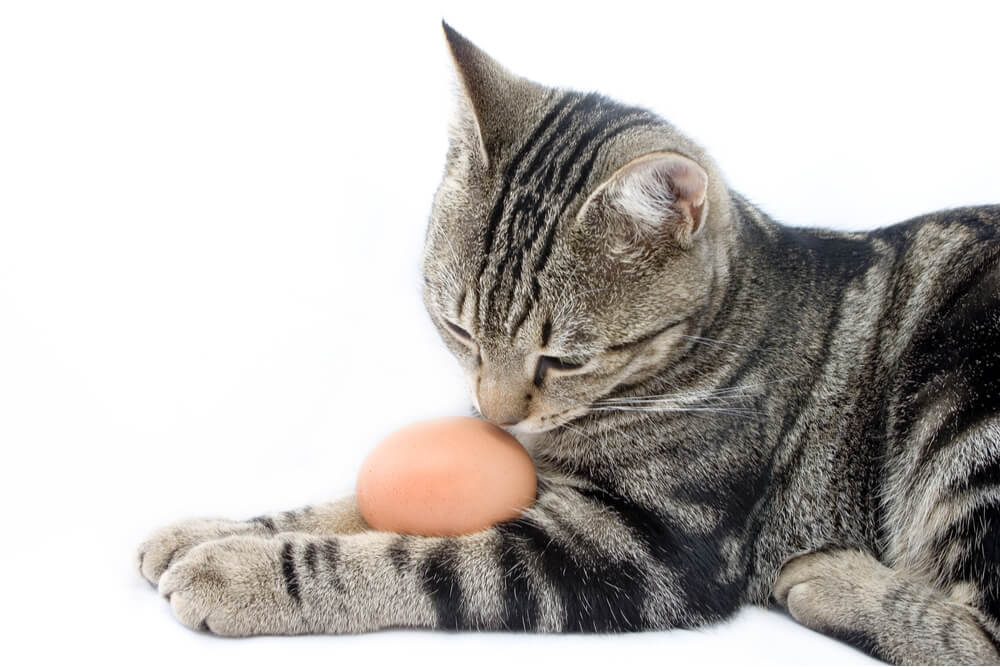 Image capturing a cat's curious gaze directed at an egg