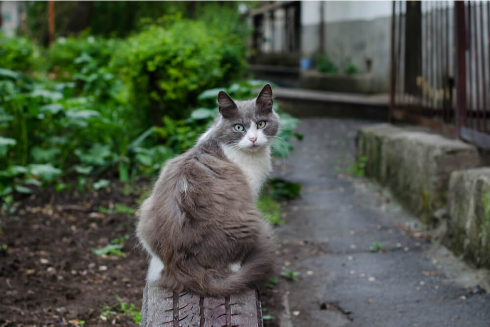 how cats get hookworms