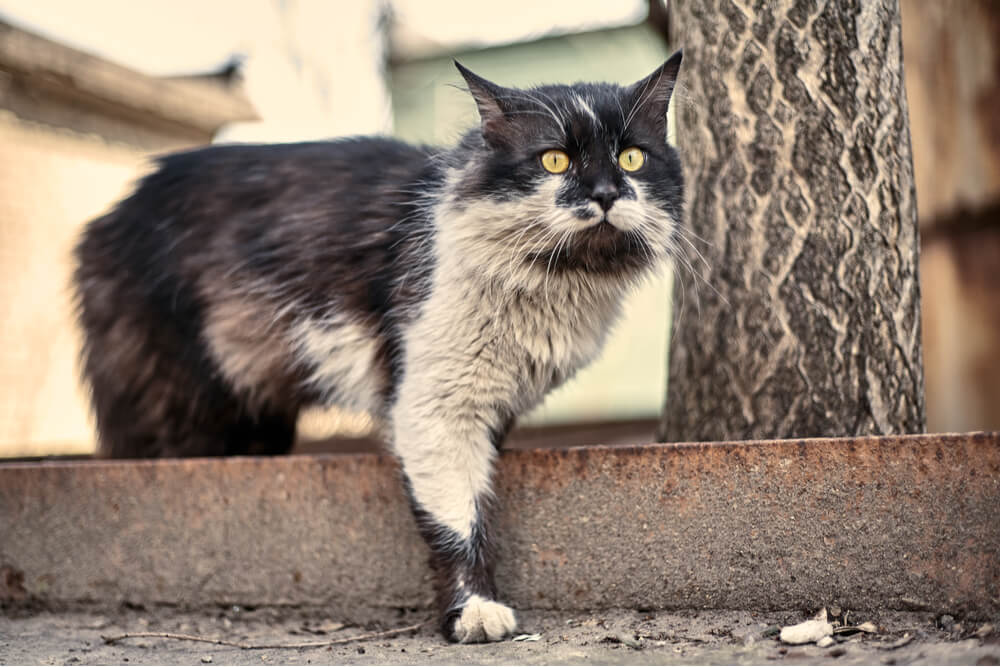 How to Bathe a Cat Reasons to Give a Cat a Bath