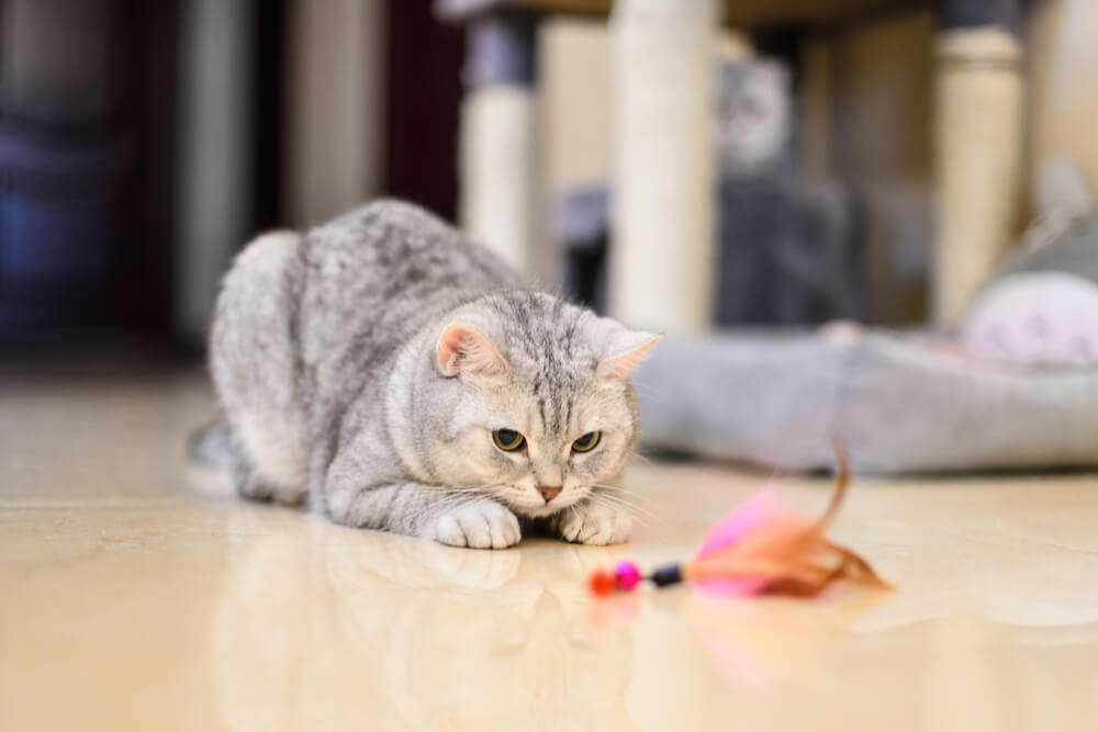 Supervising a cat with epilepsy, with an attentive owner closely monitoring the cat's well-being and seizures, demonstrating dedicated care.