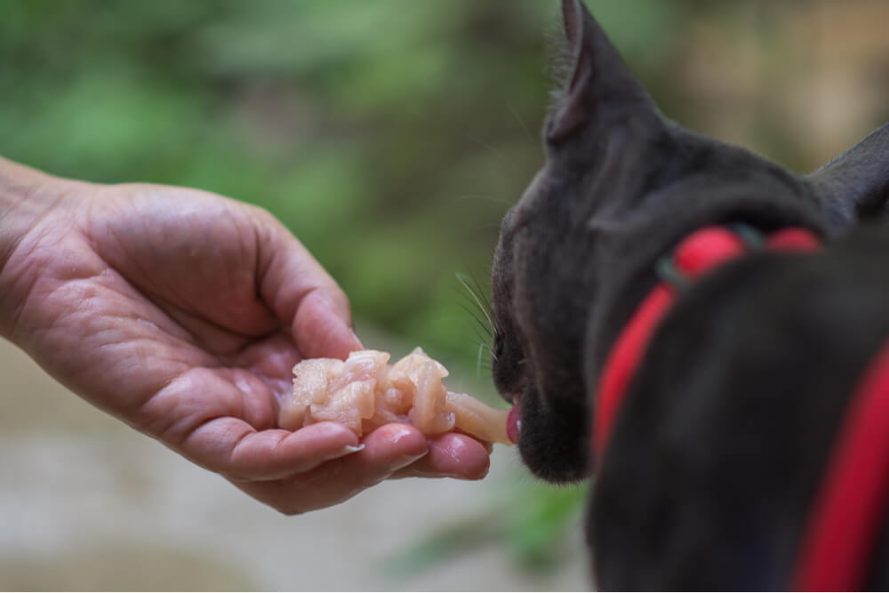 Cautionary image depicting the risks associated with cats consuming raw chicken, highlighting potential health hazards and concerns.