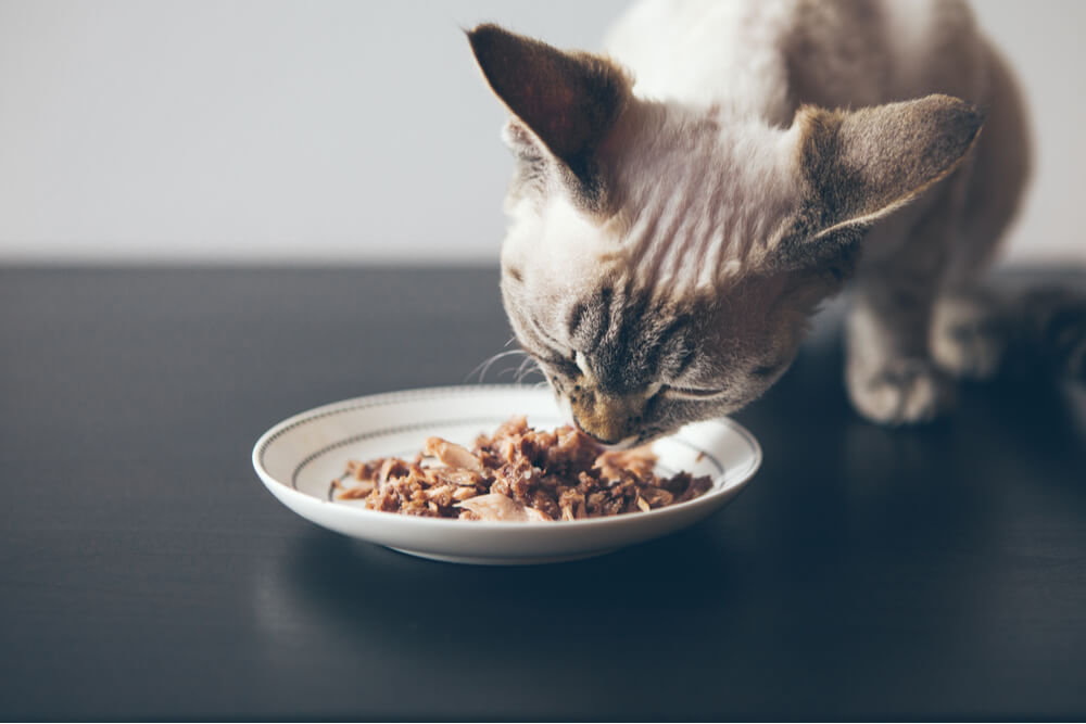 An informative image depicting a variety of cat food options, including dry kibble and wet canned food. 